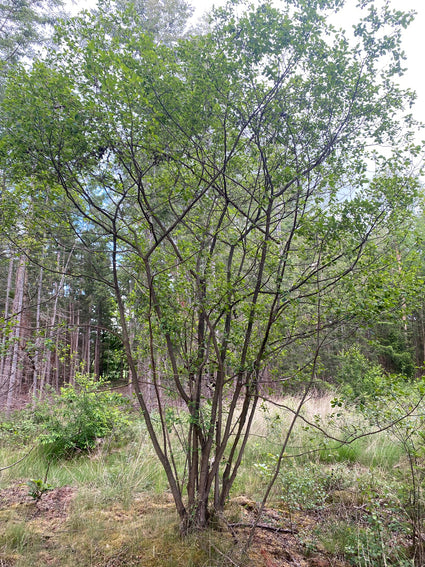 Zwarte Els - Alnus glutinosa