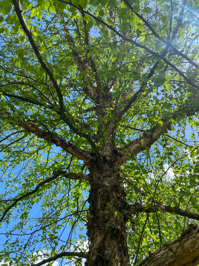 Zwarte berk Zwarte berk