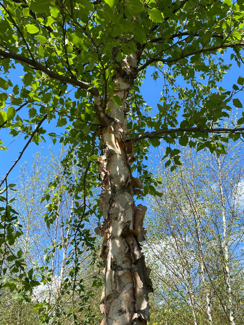 Zwarte berk heeft een sterk afbladerende stam Zwarte berk heeft een sterk afbladerende stam