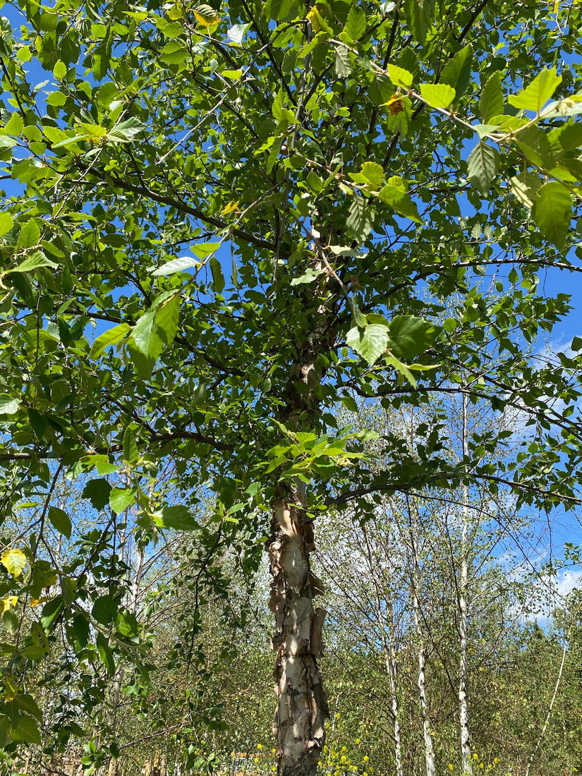 Zwarte berk - Betula nigra Zwarte berk - Betula nigra
