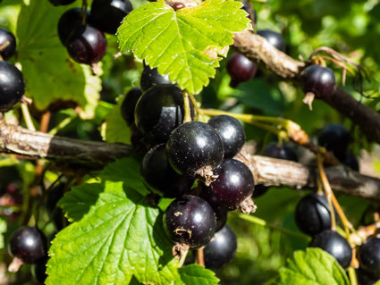Zwarte-bes-Ribes-nigrum lowberry 'Little Black Sugar'