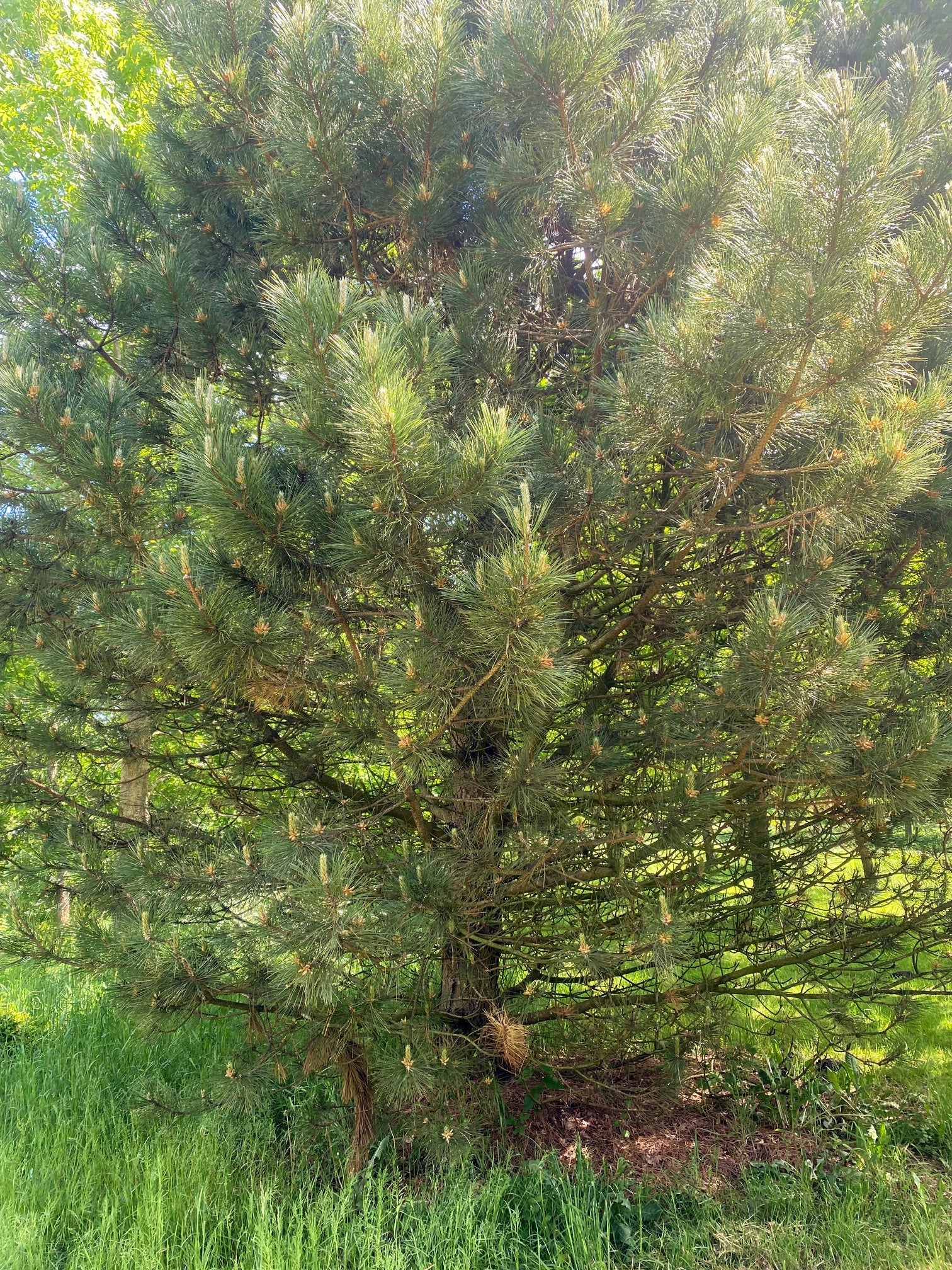 Schwarzkiefer Pinus nigraBäume und kleine Bäume am Stamm