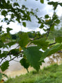 Blad Zwarte meidoorn - Crataegus chlorosarca Blad Zwarte meidoorn - Crataegus chlorosarca