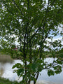 Chinese- of Zwarte meidoorn - Crataegus chlorosarca Chinese- of Zwarte meidoorn - Crataegus chlorosarca
