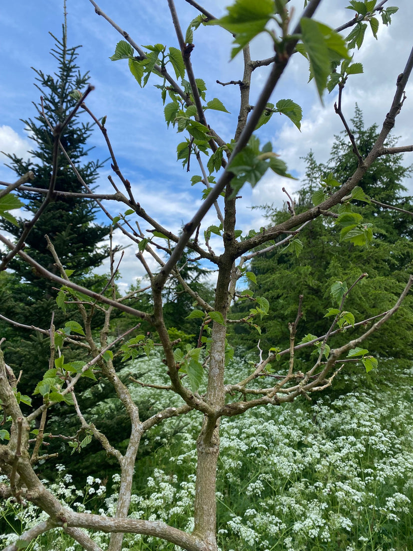 Zwarte moerbei - Morus nigra Zwarte moerbei - Morus nigra