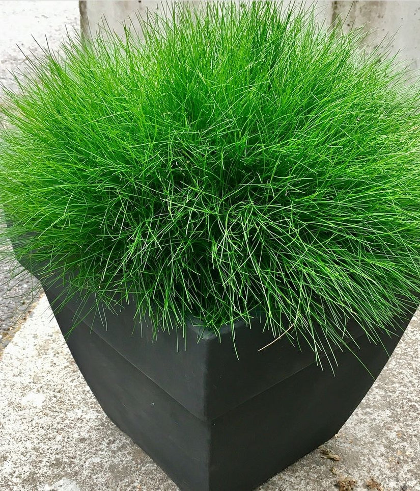 Zwenkgras Festuca gautieri Zwenkgras Festuca gautieri