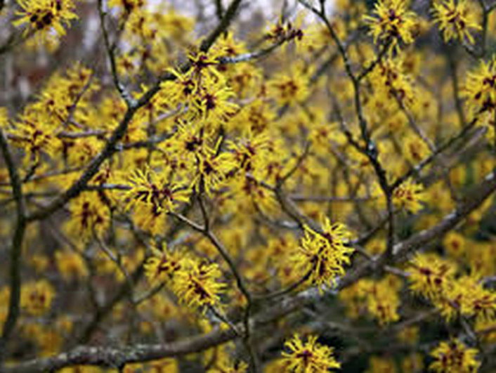 amerikaanse-toverhazelaar-bloei-geel.png amerikaanse-toverhazelaar-bloei-geel.png