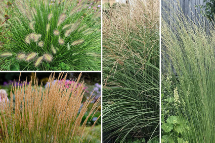 Borderplan Guusje - Siergrassen borderpakket