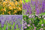 Borderplan Ivo - Borderpakket met geurende tuinplanten Borderplan Ivo - Borderpakket met geurende tuinplanten
