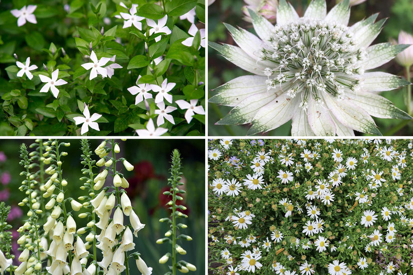 Wit borderpakket kleigrond Wit borderpakket kleigrond