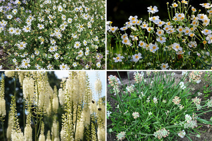 wit halfschaduwplanten