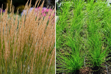 Borderplan Pien - Siergrassen borderpakket - Prairietuin