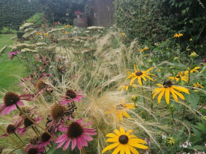 Borderpakket dries close up kant en klare tuin Borderpakket dries close up kant en klare tuin