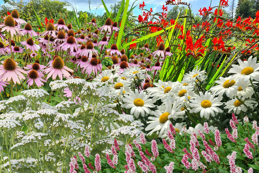 Impressie ai borderpakket Eline Impressie ai borderpakket Eline