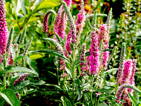ereprijs veronica spicata rotfuchs roodpaars