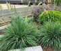 fakkelgras tuinplanten siergras border beplantings fakkelgras tuinplanten siergras border beplantings