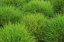 Zwenkgras - Festuca gautieri Zwenkgras - Festuca gautieri