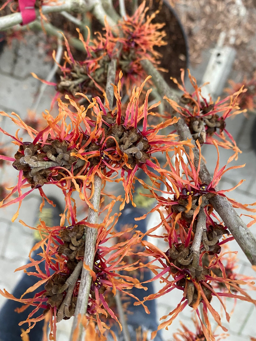 feuerzauber.jpg feuerzauber.jpg