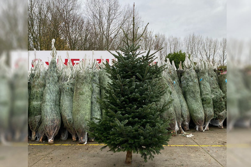 grote-kerstboom-kopen-gezaagd.jpeg grote-kerstboom-kopen-gezaagd.jpeg