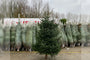grote-kerstboom-kopen-gezaagd.jpeg grote-kerstboom-kopen-gezaagd.jpeg