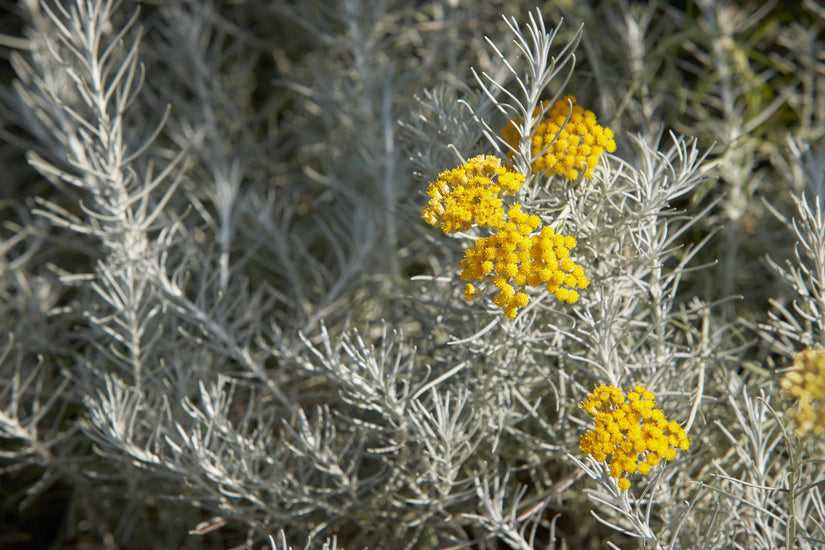 kerrieplant - Helichrysum italicum kerrieplant - Helichrysum italicum