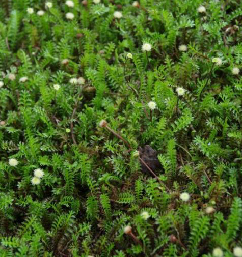 Koperknoopje - Leptinella Squalida Koperknoopje - Leptinella Squalida