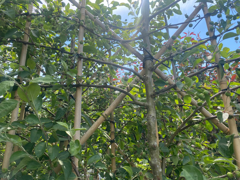 Lei Sierappel Malus Evereste Lei Sierappel Malus Evereste