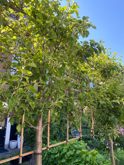 Lei appelboom met eetbare appels