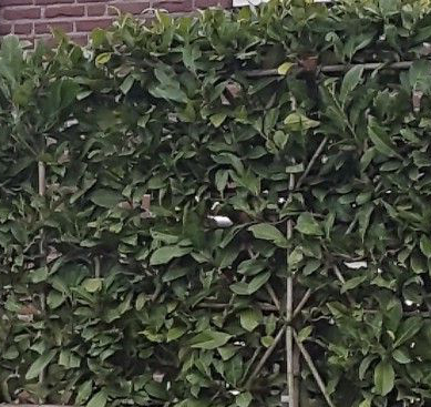 lei-laurier-caucasica.png lei-laurier-caucasica.png