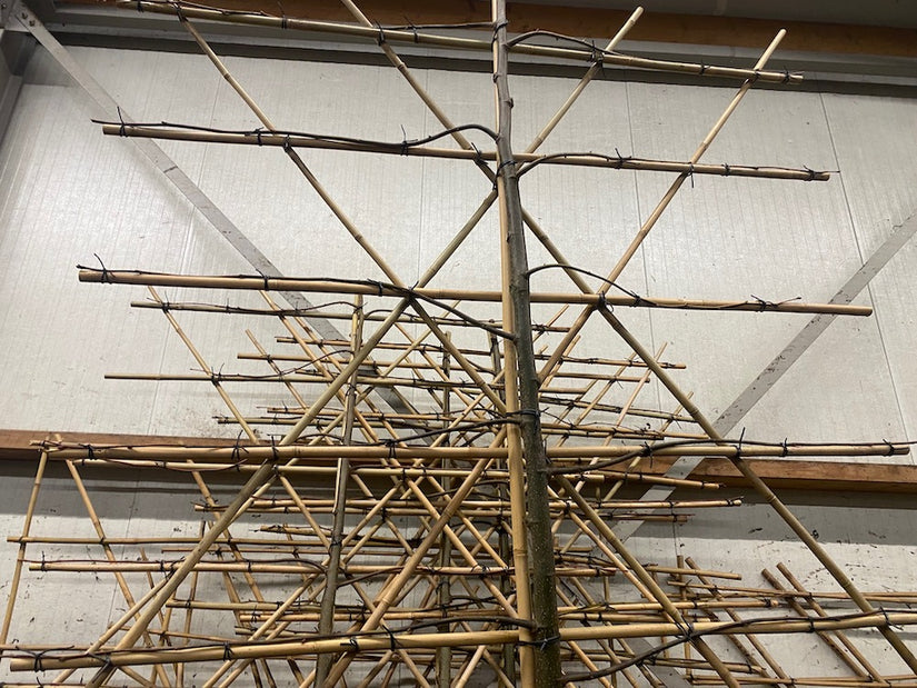 lei plataan geleid op minimaal 4 en meestal 5 armen lei plataan geleid op minimaal 4 en meestal 5 armen