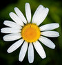 Tuinplanten wit margriet bijen vlinders Tuinplanten wit margriet bijen vlinders