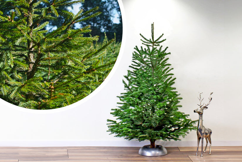 Nordmann gezaagd 2 tot 3 meter met bezorging Nordmann gezaagd 2 tot 3 meter met bezorging