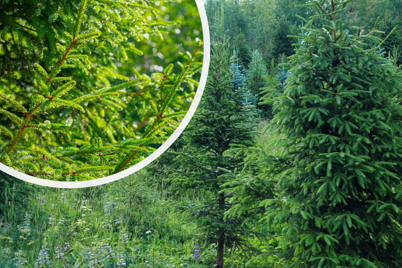 Echte kerstboom - Fijnspar - Picea abies met kluit Echte kerstboom - Fijnspar - Picea abies met kluit