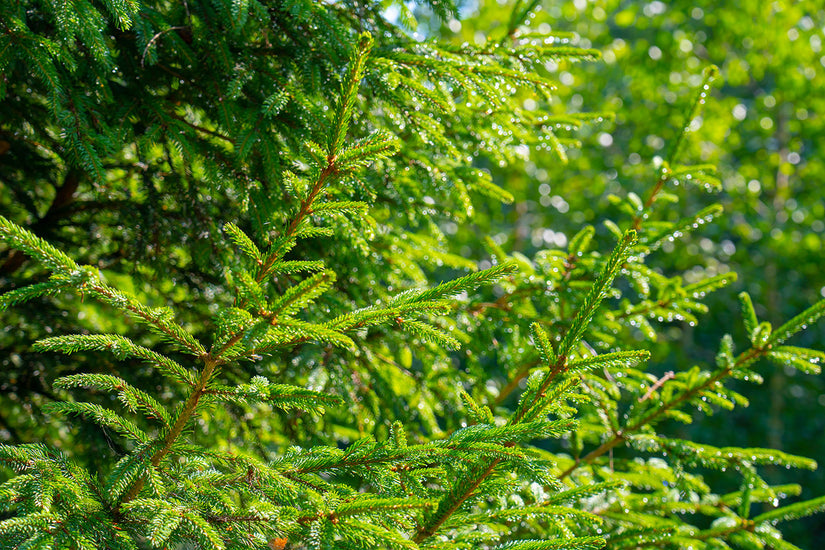 Echte kerstboom - Fijnspar  Echte kerstboom - Fijnspar