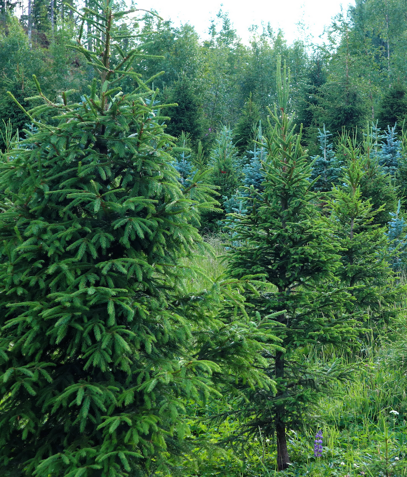 Fijnspar - Picea abies Fijnspar - Picea abies