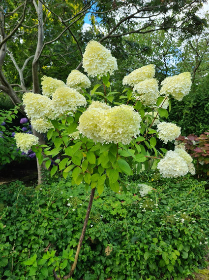 Pluimhortensia op stam - Hydrangea paniculata 'Limelight'