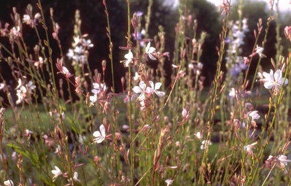Prachtkaars - Gaura