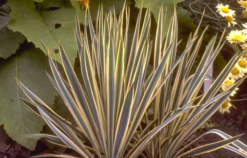 palmlilie bright edge winterhart Palmlilie Yucca filamentosa Bright Edge pflanzen und kombinieren