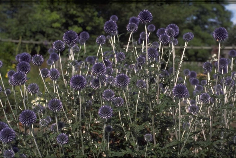 Kogeldistel - Echinops ritro 'Veitch's Blue' Kogeldistel - Echinops ritro 'Veitch's Blue'