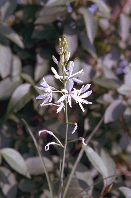 Anthericum liliago Anthericum liliago