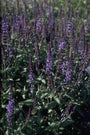 Salie - Salvia x sylvestris 'Blaukönigin' Salie - Salvia x sylvestris 'Blaukönigin'