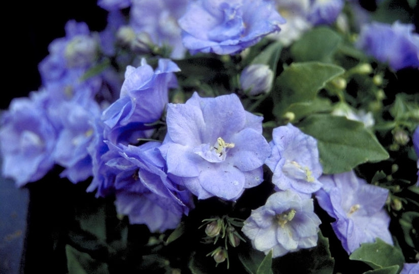 Campanula carpatica 'Blue Wonder' Campanula carpatica 'Blue Wonder'