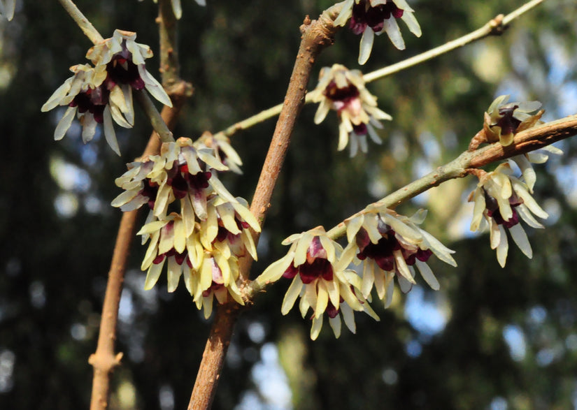 Chimonanthus praecox Chimonanthus praecox