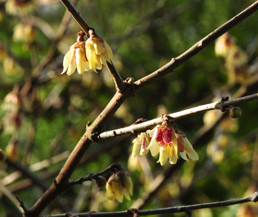 Chimonanthus praecox Winterzoet Chimonanthus praecox Winterzoet