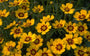 Meisjesogen - Coreopsis lanceolata 'Sterntaler' Meisjesogen - Coreopsis lanceolata 'Sterntaler'