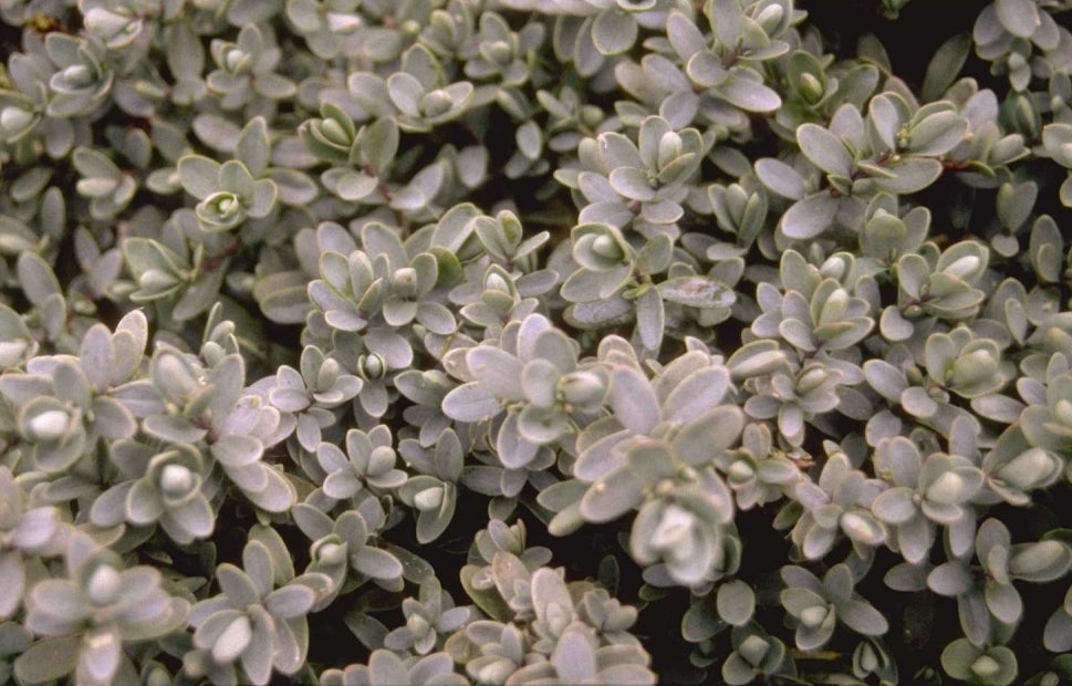 Strauch Veronica Hebe pinguifolia Pflanze immergrün weiß 25cm