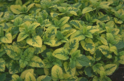 Melissa officinalis 'Aurea'