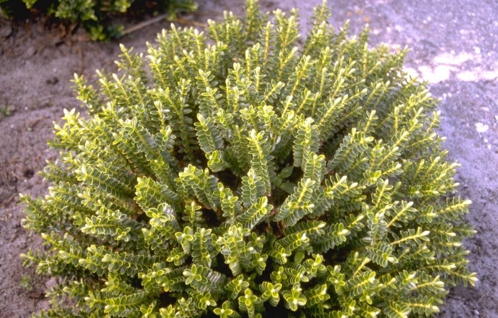 Strauch Veronica Hebe odora Pflanze, 25 cm hohe weiße Blüte