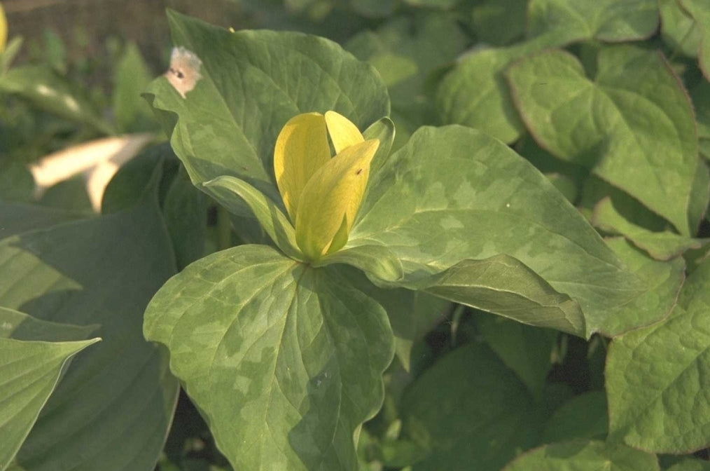 Trileaf Trillium luteumPflanze