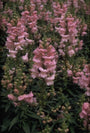 Grote leeuwenbek - Antirrhinum majus 'Coronette Pink' Grote leeuwenbek - Antirrhinum majus 'Coronette Pink'